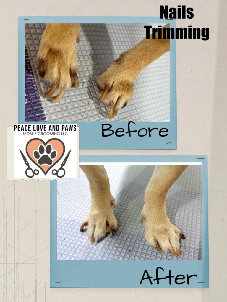 Mobile Grooming